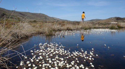 Lagoa de D. João